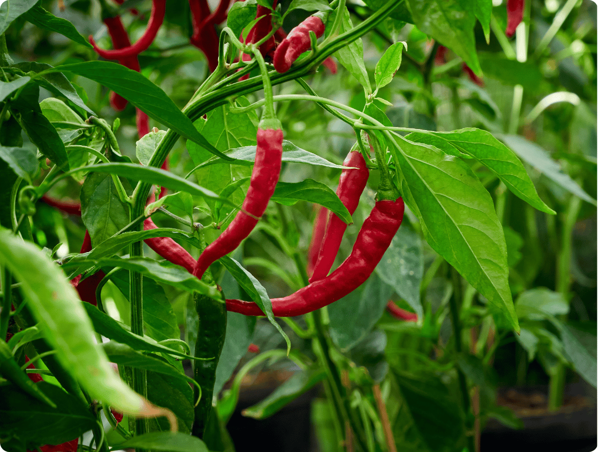 paprika pálivá 1